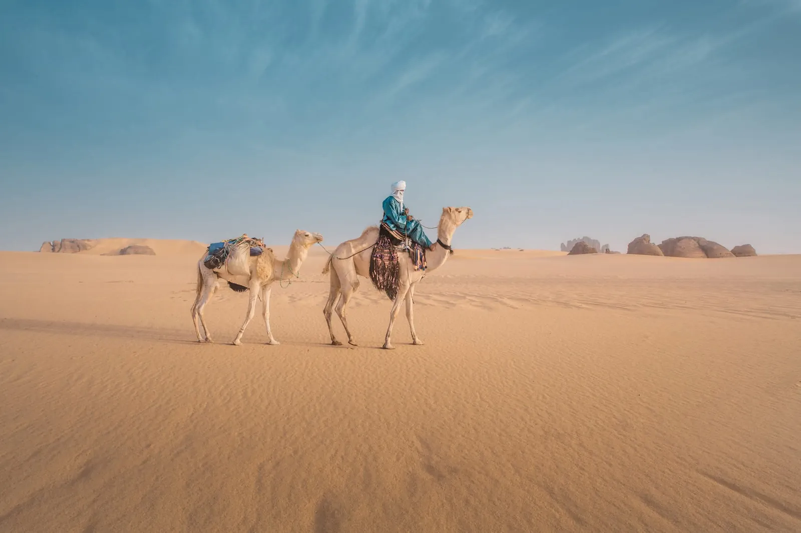 Tuareg cameleer leading dromedaries across the dunes